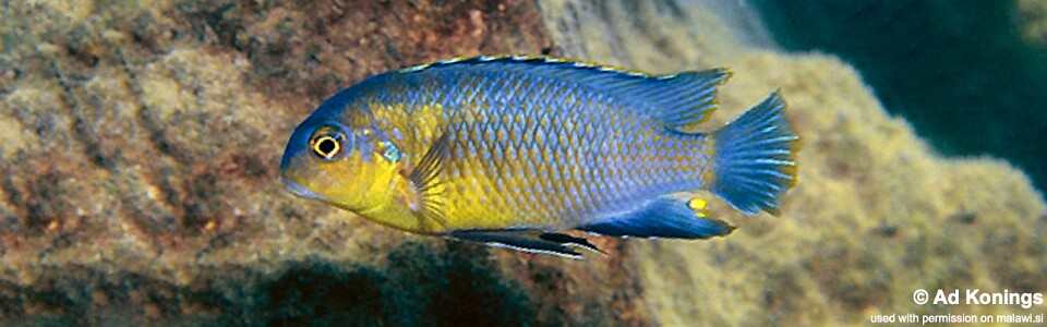 Tropheops sp. 'yellow chin' Hai Reef