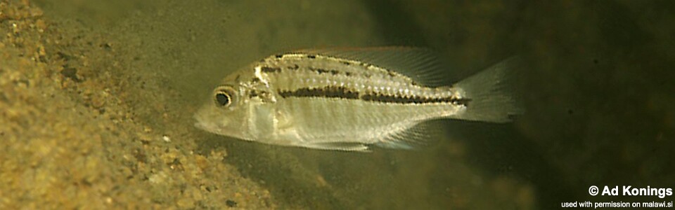 Protomelas pleurotaenia 'Harbour Island'