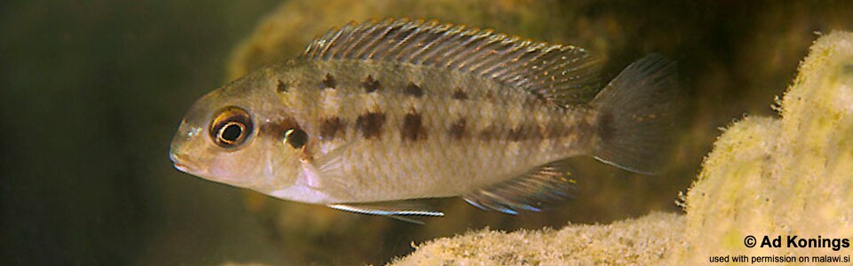 Tropheops Tropheops tropheops 'Harbour Island'; Tropheops sp. 'broadmouth ...