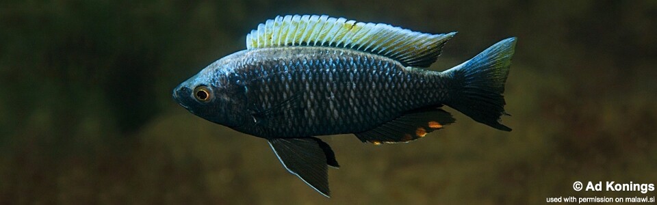 Copadichromis virginalis 'Higga Reef'