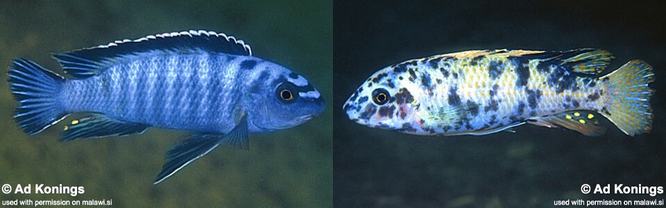 Labeotropheus trewavasae 'Higga Reef'