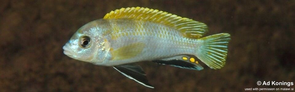 Labidochromis sp. 'perlmutt' Higga Reef