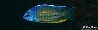 Copadichromis borleyi 'Higga Reef'.jpg