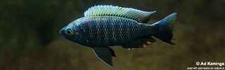Copadichromis virginalis 'Higga Reef'.jpg
