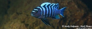 Cynotilapia zebroides 'Higga Reef'.jpg