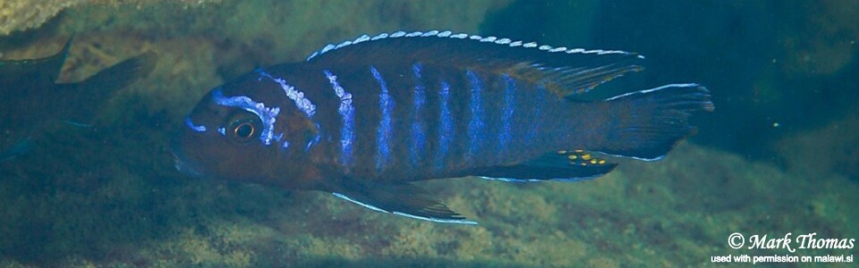 Chindongo elongatus 'Hongi Rocks'