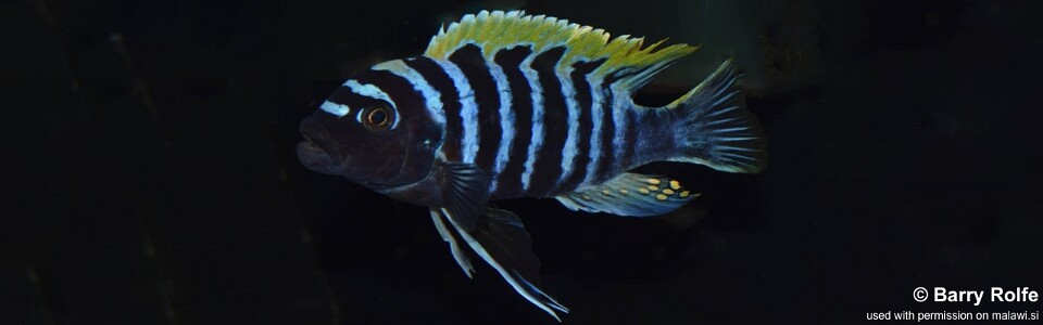 Cynotilapia zebroides 'Hongi Island'
