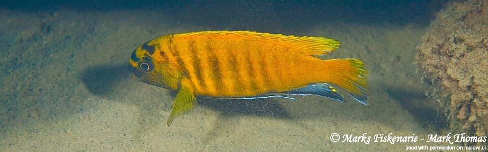 Tropheops sp. 'red fin' Hongi Rocks