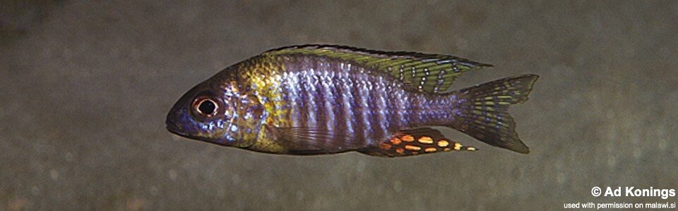 Aulonocara sp. 'chitande type north' Hora Mhango