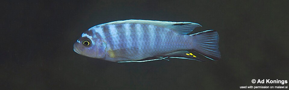 Maylandia sp. 'zebra ruarwe' Hora Mhango<br><font color=gray>Metriaclima  sp. 'zebra ruarwe' Hora Mhango</font> 