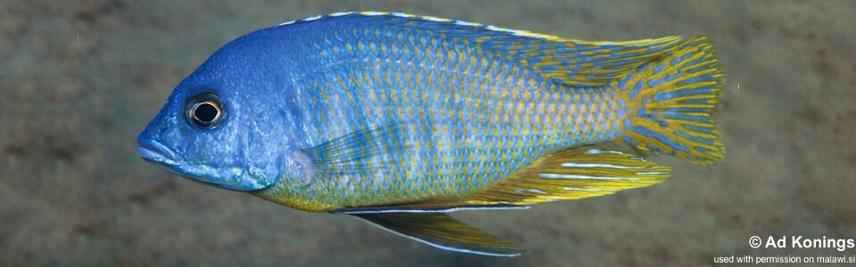 Mylochromis rotundus 'Hora Mhango'<br><font color=gray>Mylochromis sp. 'mollis north' Hora Mhango</font>