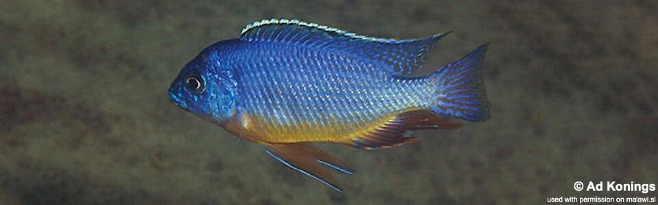Protomelas taeniolatus 'Hora Mhango'
