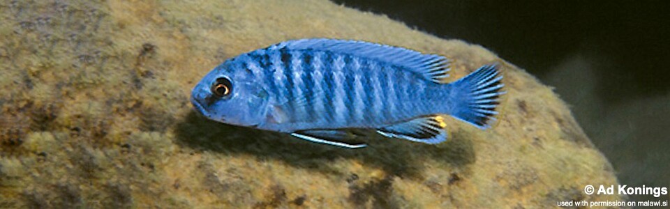 Pseudotropheus perspicax 'Hora Mhango' 