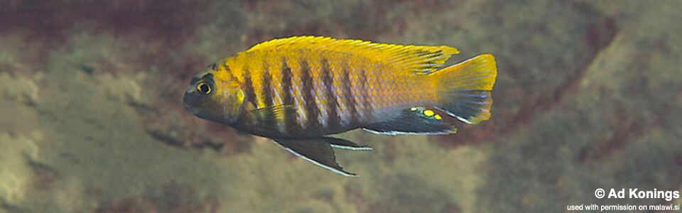 Tropheops sp. 'red fin' Hora Mhango