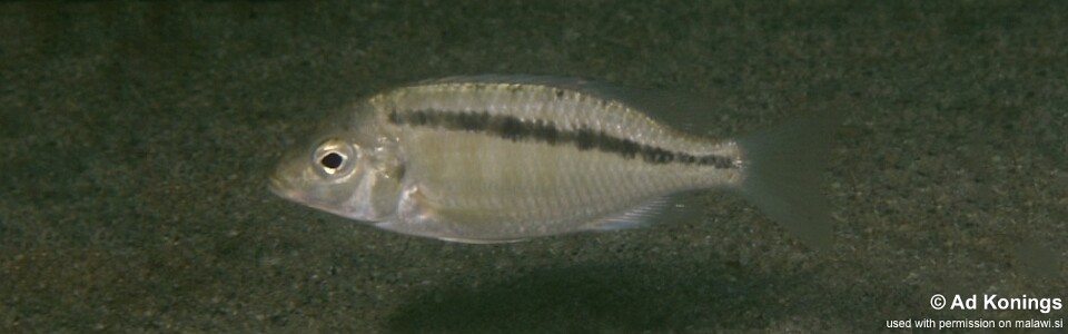 Mylochromis sp. 'ikombe' Ikombe