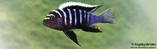 Cynotilapia zebroides 'Ilala Gap'.jpg