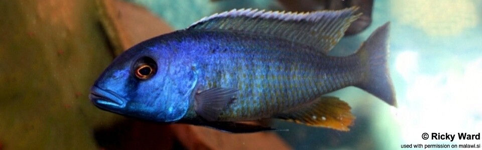 Buccochromis spectabilis 'Itungi'