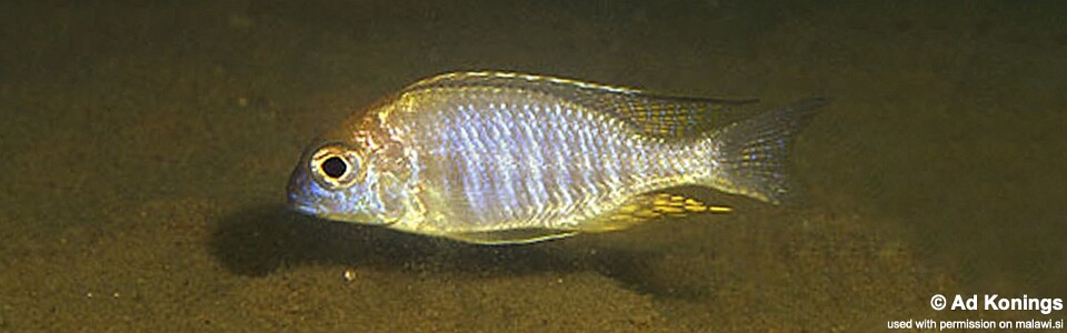 Lethrinops macrophthalmus 'Jalo Reef'