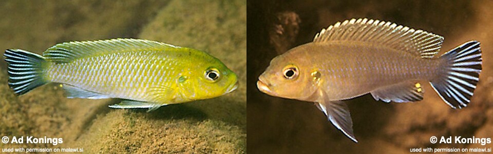Maylandia sp. 'lime jalo' Jalo Reef<br><font color=gray>Metriaclima sp. 'lime jalo' Jalo Reef</font> 