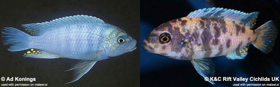 Maylandia zebra 'Jalo Reef'<br><font color=gray>Metriaclima zebra 'Jalo Reef'</font>