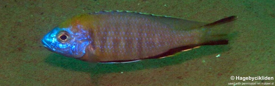 Nyassachromis prostoma 'Jalo Reef'