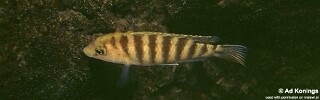 Labidochromis sp. 'caeruleus jalo' Jalo Reef.jpg