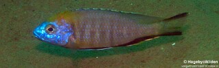 Nyassachromis prostoma 'Jalo Reef'.jpg