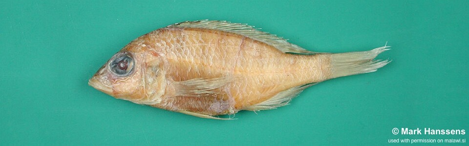 Placidochromis trewavasae 'Kadango'