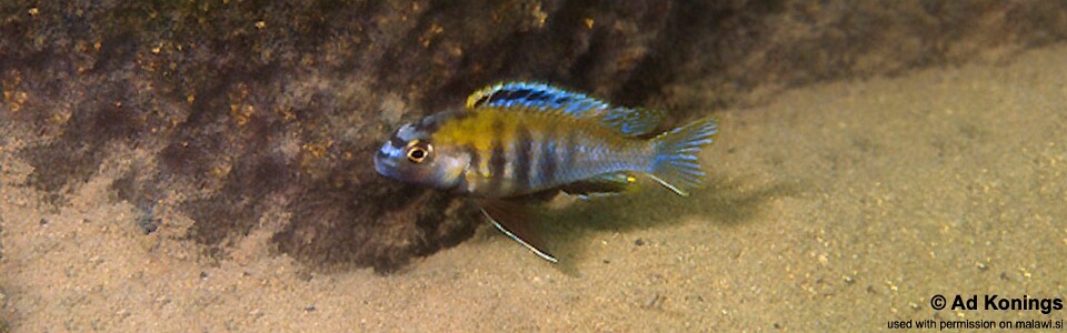 Tropheops sp. 'masimbwe' Kadango<br><font color=gray>Tropheops novemfasciatus 'Kadango'</font>