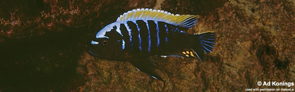 Cynotilapia aurifrons 'Kakusa'