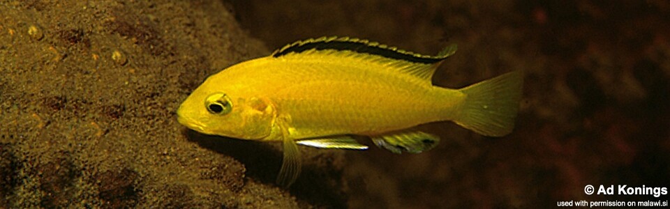 Labidochromis caeruleus 'Kakusa'