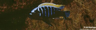 Cynotilapia aurifrons 'Kakusa'.jpg