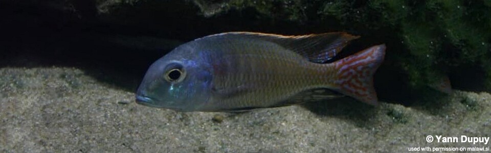 Lethrinops marginatus 'Kambiri Point'