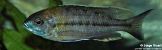 Nyassachromis prostoma 'Kanchedza Island'.jpg