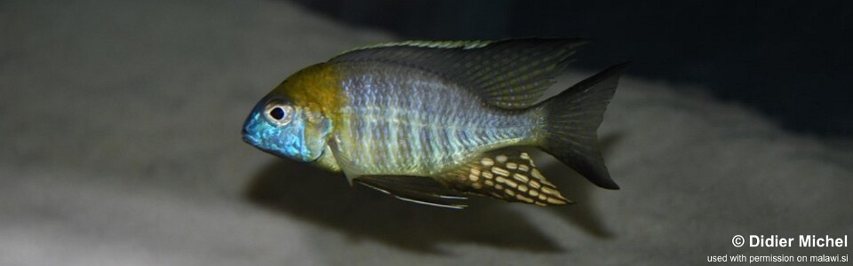 Lethrinops sp. 'nyassae' Kande Island