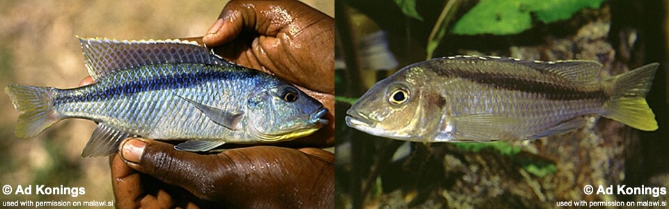 Mylochromis sp. 'kande' Kande Island