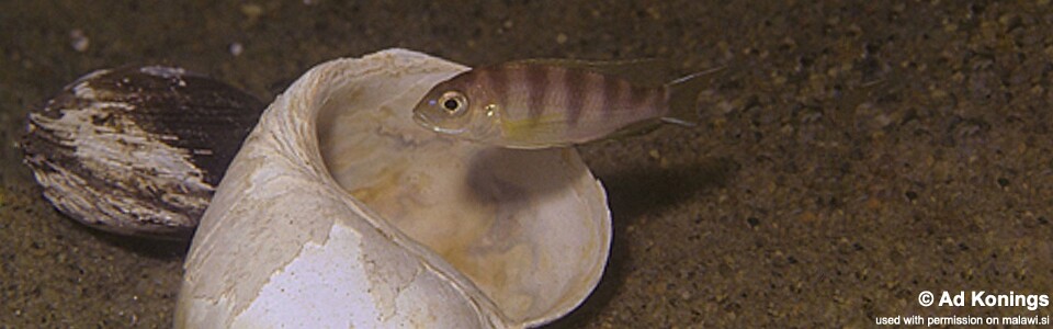 Pseudotropheus livingstonii 'Kande Island'