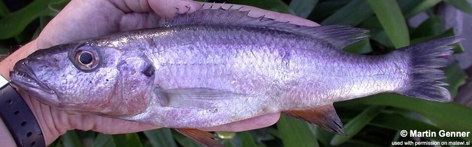 Rhamphochromis sp. 'nkhwazi' Kande Island<br><font color=gray>Rhamphochromis sp. 'big tooth' Kande Island</font>