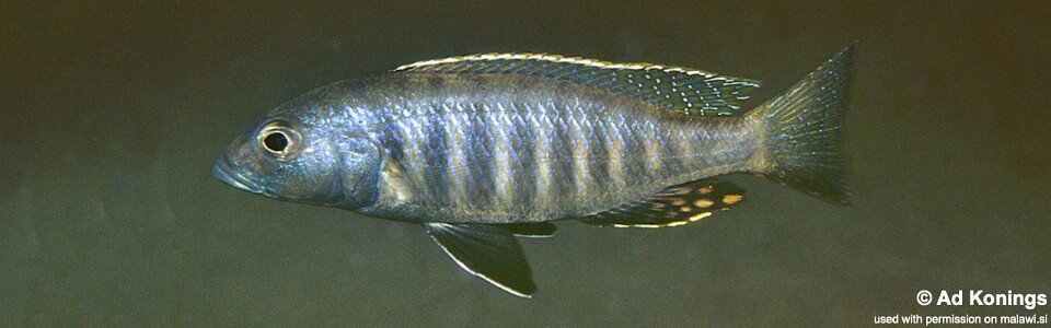 Sciaenochromis psammophilus 'Kande Island'