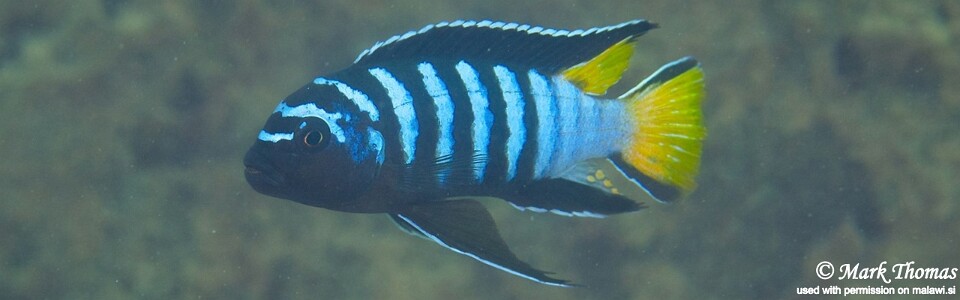 Chindongo sp. 'elongatus mphanga' Katale Island