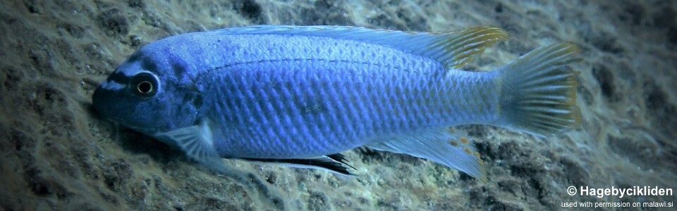 Labeotropheus trewavasae 'Katale Island'