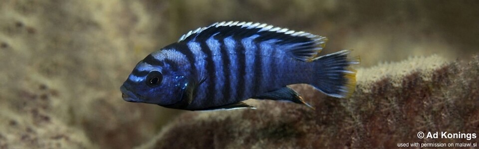Labidochromis sp. 'gigas chilumba' Katale Island
