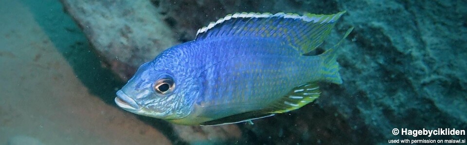 Otopharynx heterodon 'Katale Island'