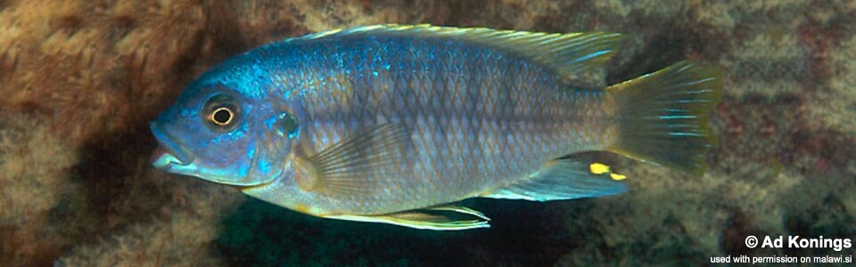 Petrotilapia microgalana 'Katale Island'