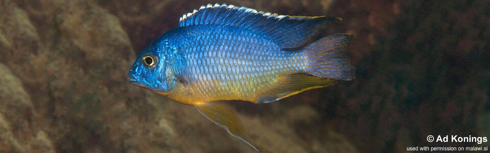 Protomelas taeniolatus 'Katale Island'