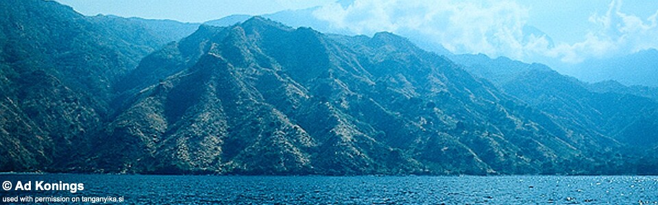 Kirondo, Lake Malawi, Tanzania