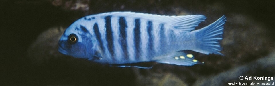 Maylandia zebra 'Kirondo'<br><font color=gray>Metriaclima zebra 'Kirondo'</font>