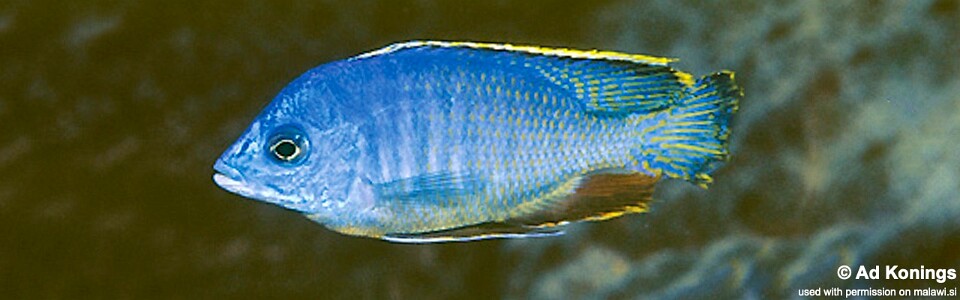 Protomelas taeniolatus 'Kirondo'