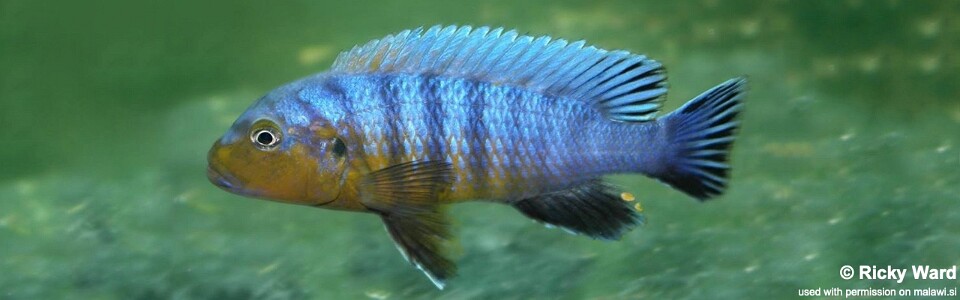 Pseudotropheus purpuratus 'Kitenge Rock'