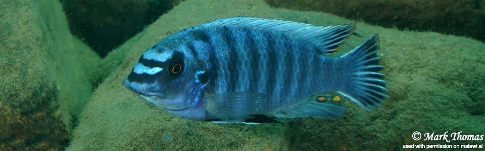 Labeotropheus fuelleborni 'Lifuma'